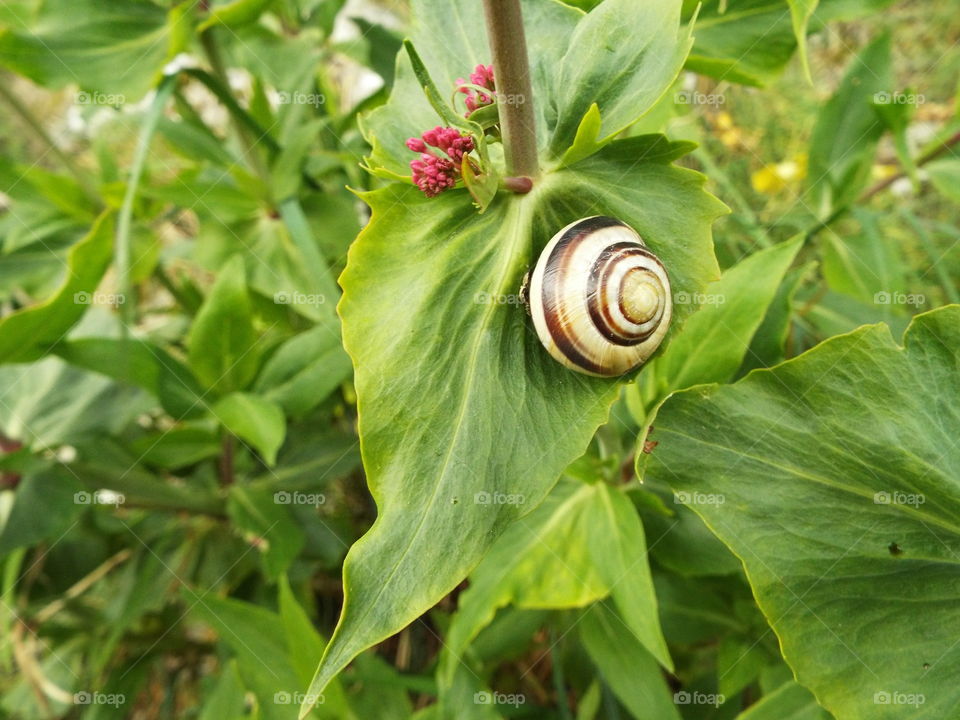 Snail