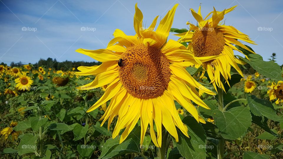 Sunflowers