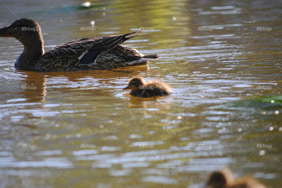 birds