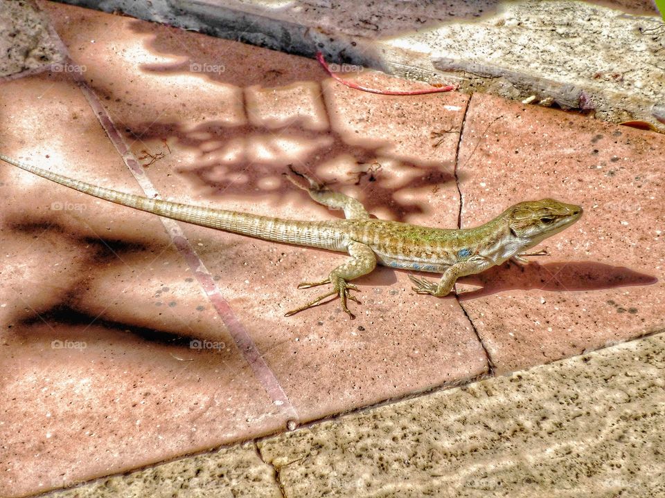 Posing Lizard
