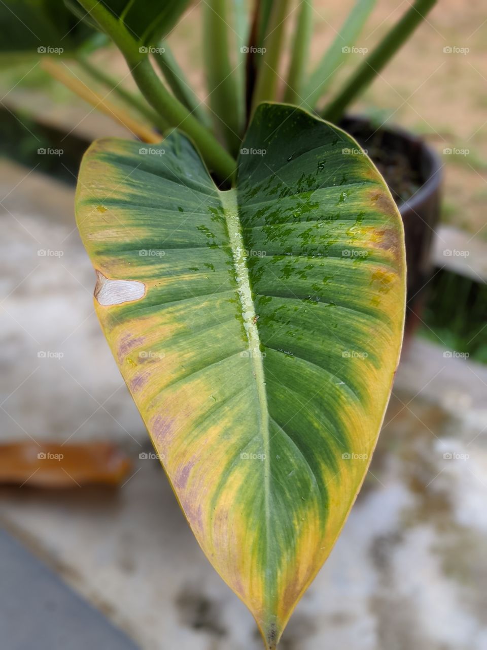 Philodendron