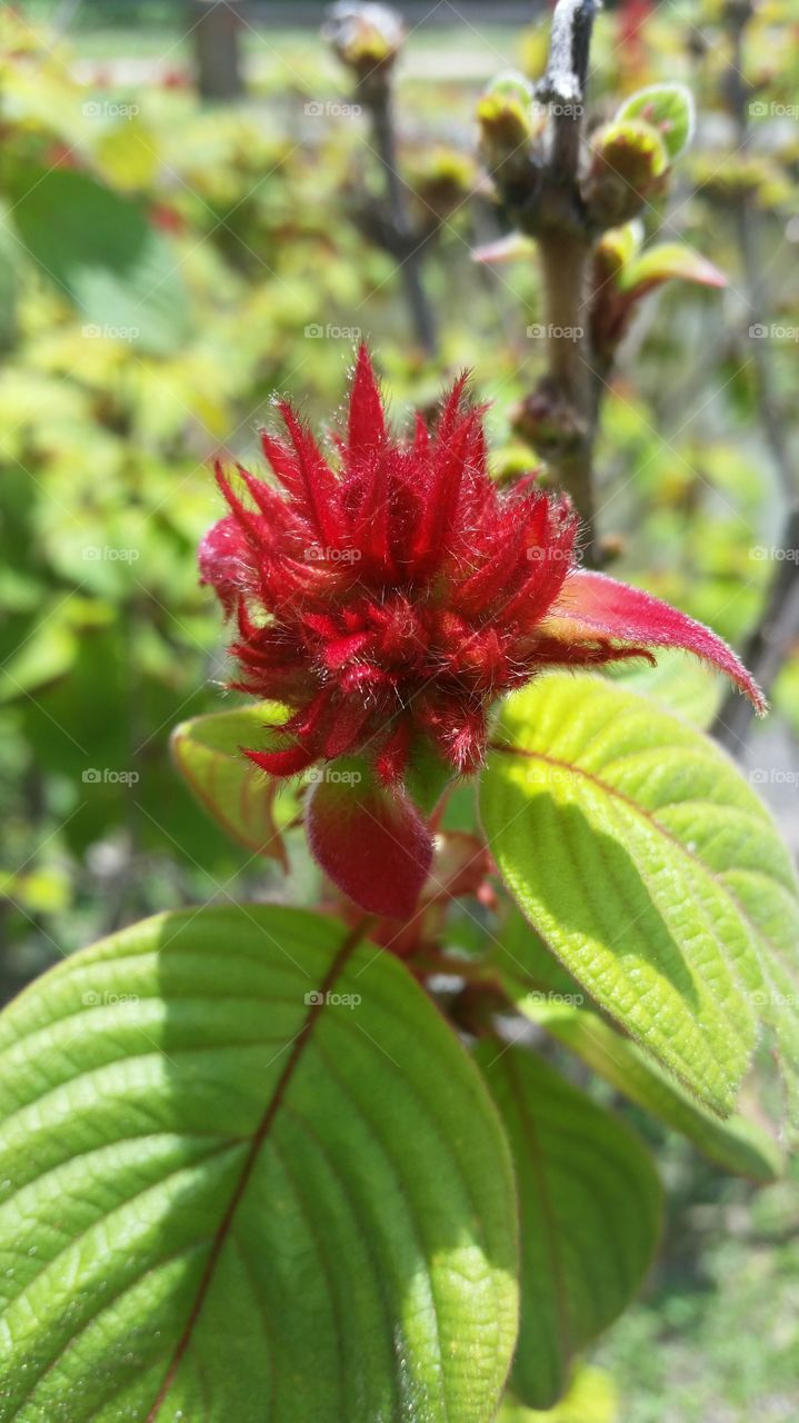 Close-up of red wildflower