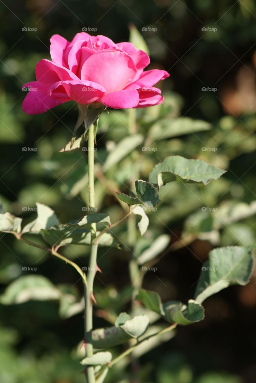 The perfect rose 