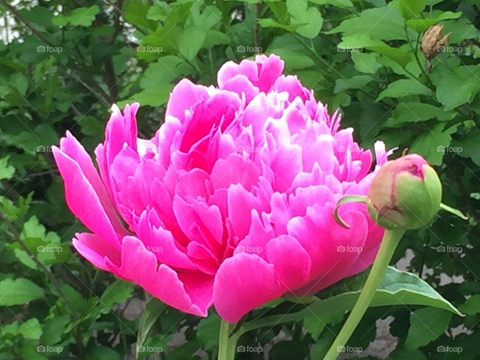 Peonies 