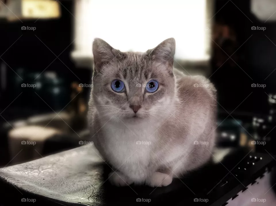 Blue Eyes 