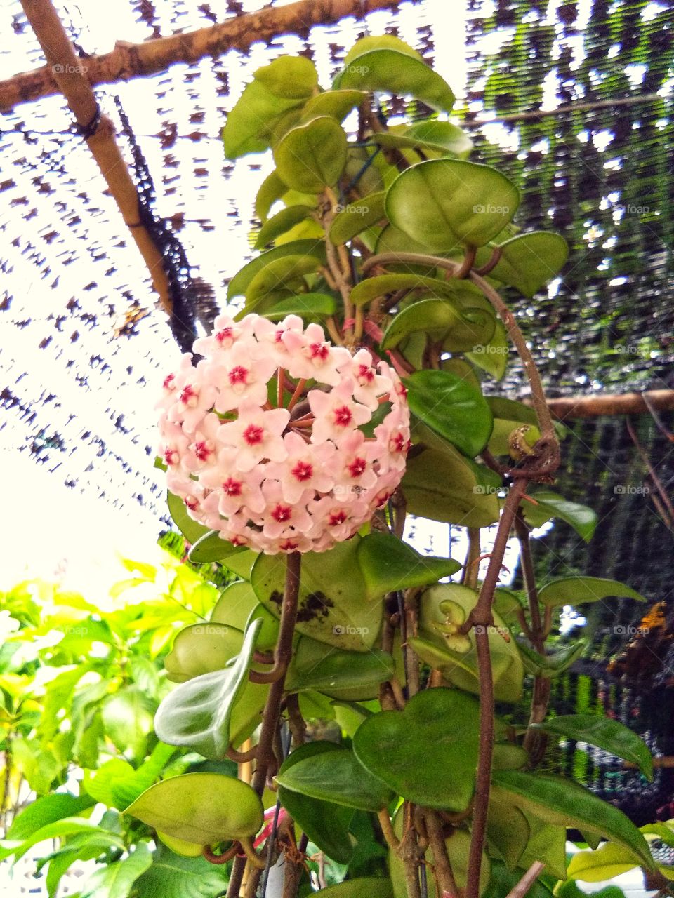Hoya flower in the garden.