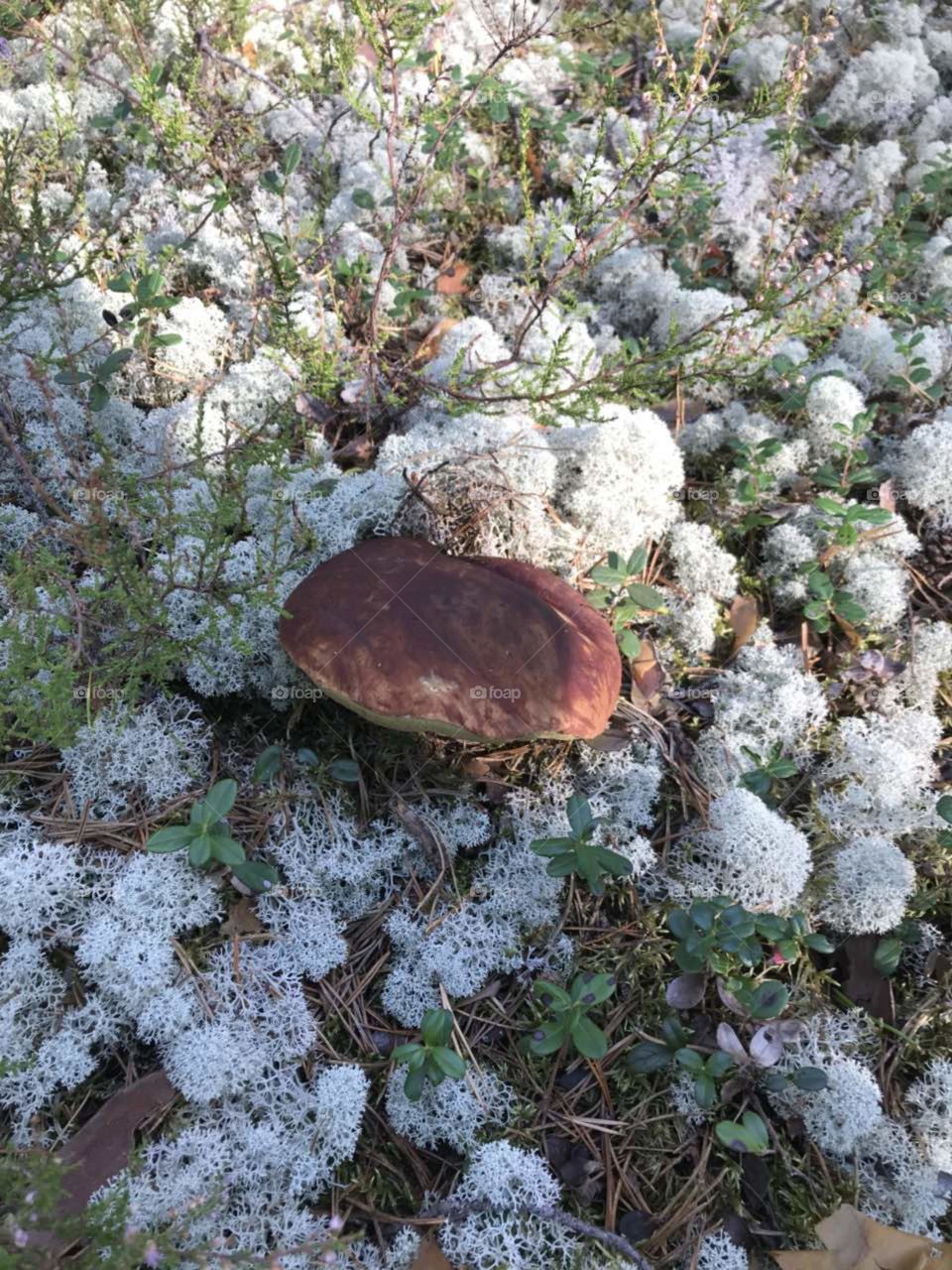 white mushroom, north nature, forest