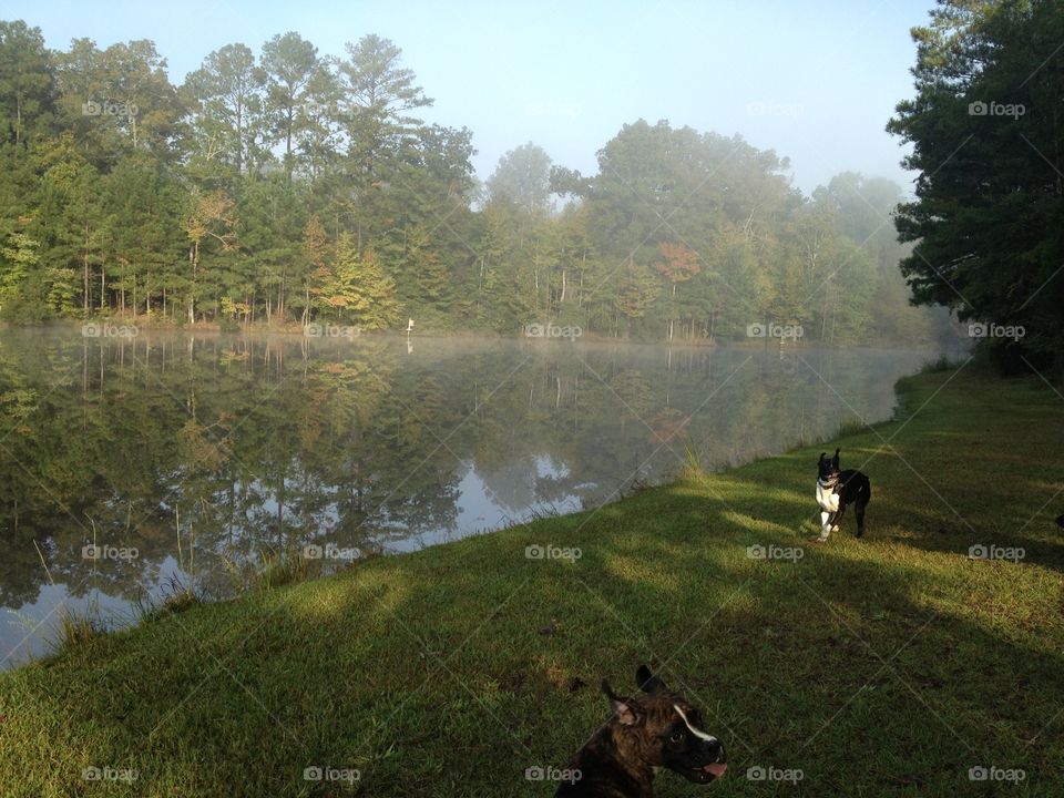 Morning playtime by the pond