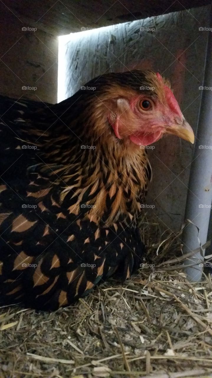 hen. One of our hens brooding!
