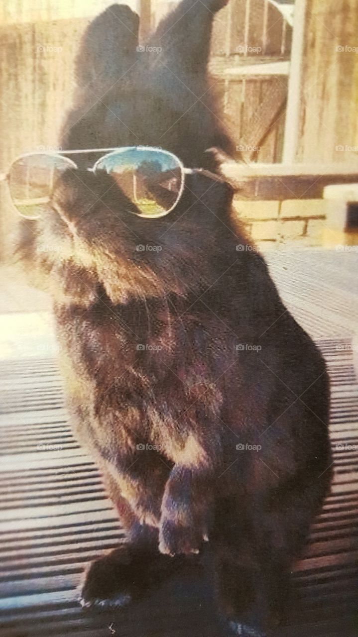Very Cool Rabbit