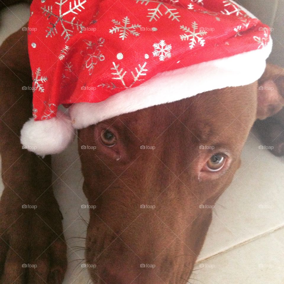 Christmas pitbull 