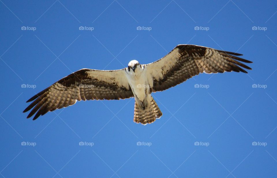 Osprey