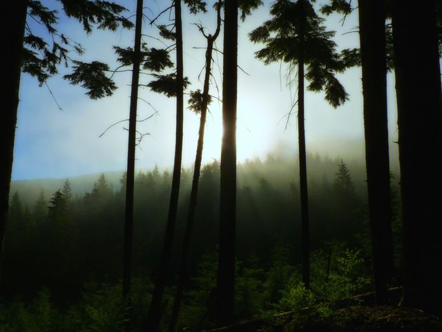 enchanted lens