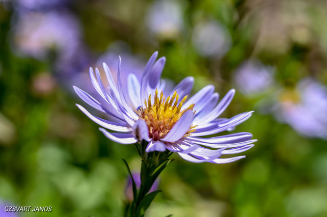Blooming