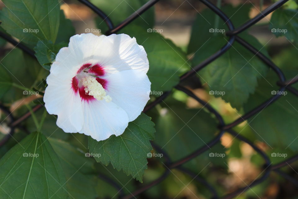 No Person, Leaf, Nature, Flower, Flora