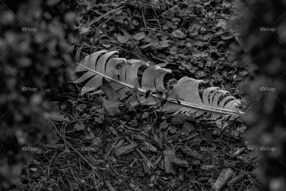 black and white feather in the grass