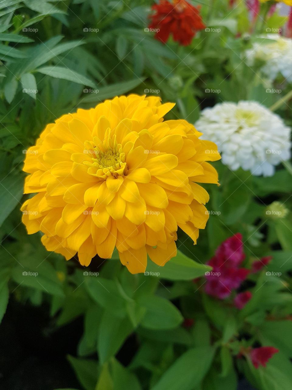 Zinnia in the garden