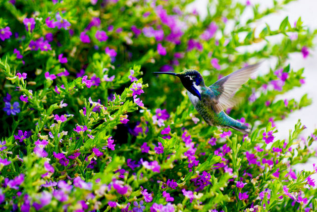 Hummingbird 