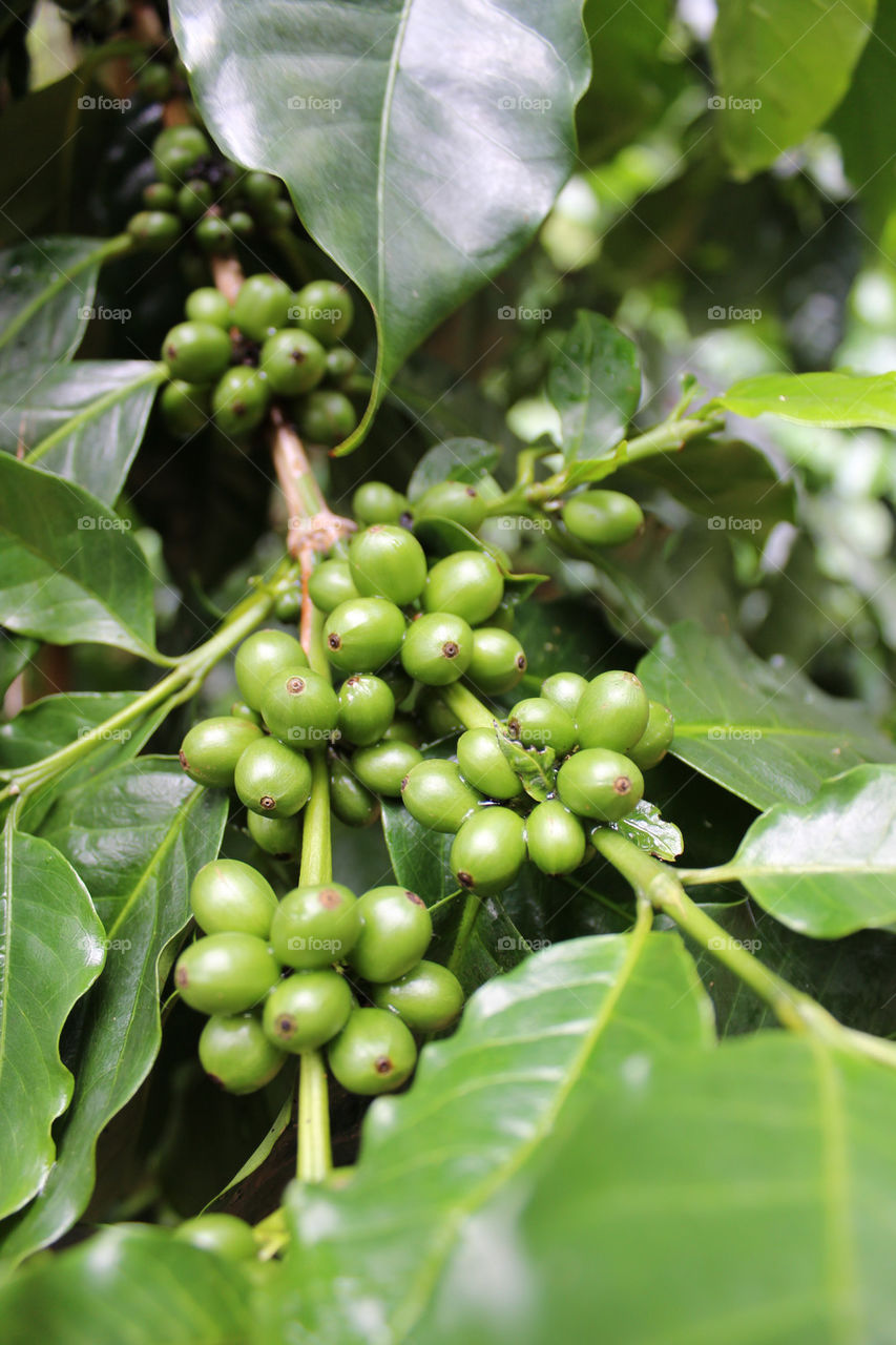 green nature coffee leaves by twilite