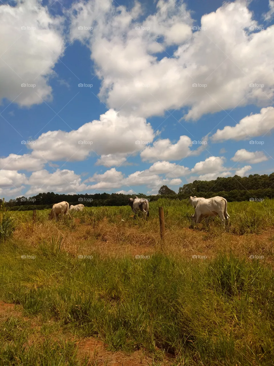 welcome foap: cows