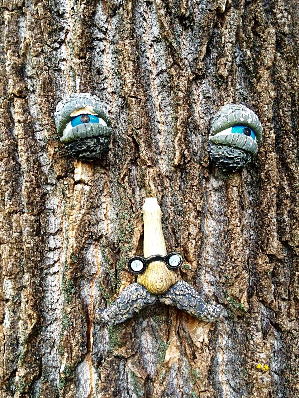 Face on a tree