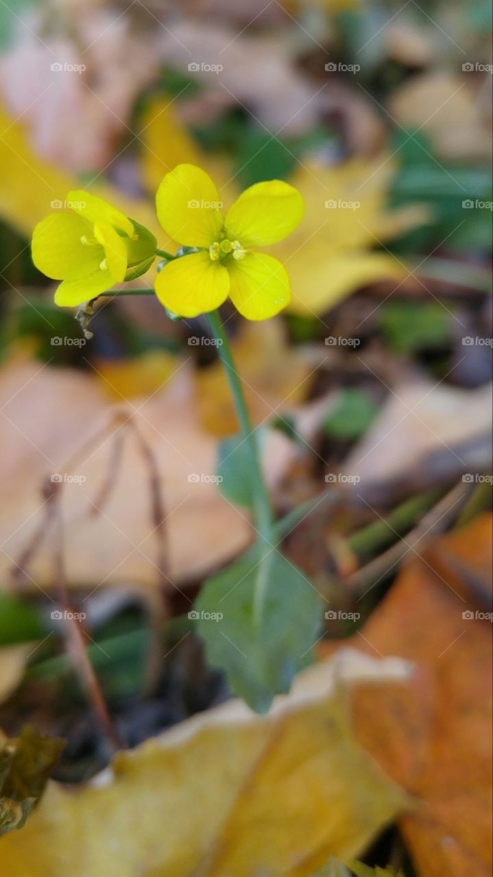 Little yellow flower in autumn. closeup of little yellow flower in autumn foliage