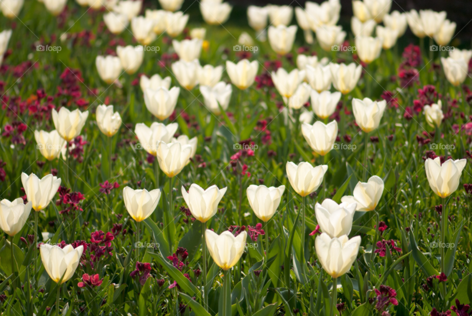 flowers garden white tulips by mparratt