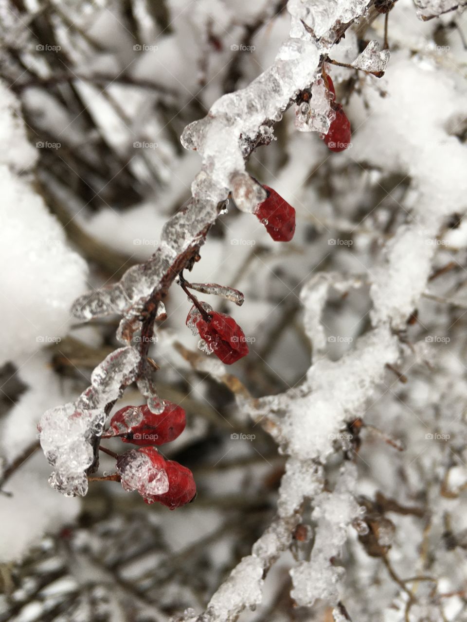 Beautiful ice having off a red Berry plant out side my friends house. 