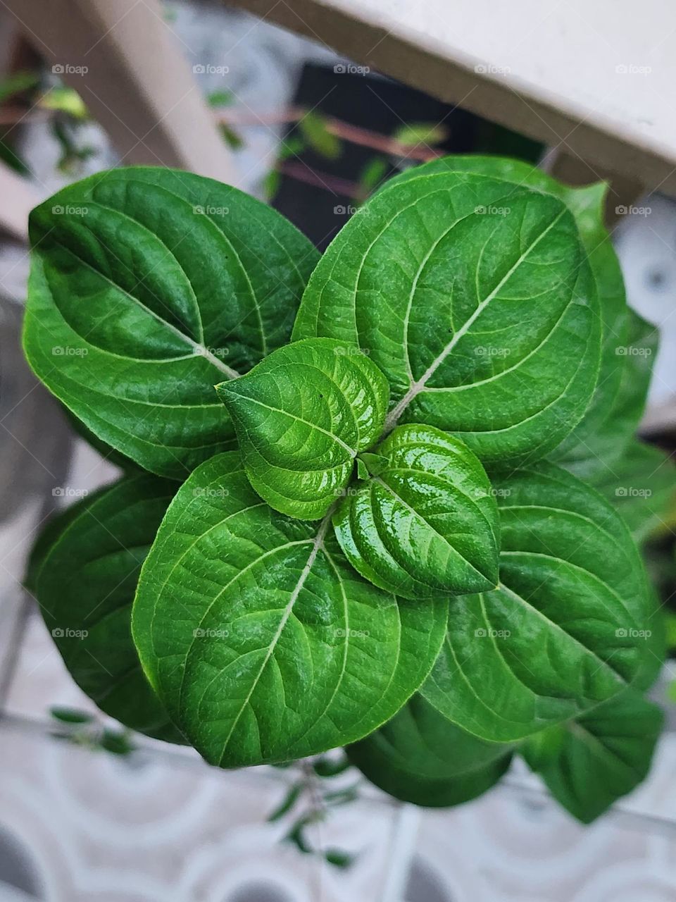 leaves at prefect right angles