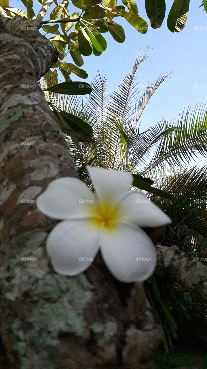 Nature, Tropical, Flower, Flora, Tree