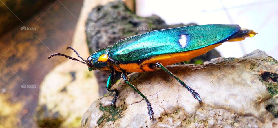 Buprestidae is a family of beetles known as ornamental beetles because of the shiny color on their bodies.