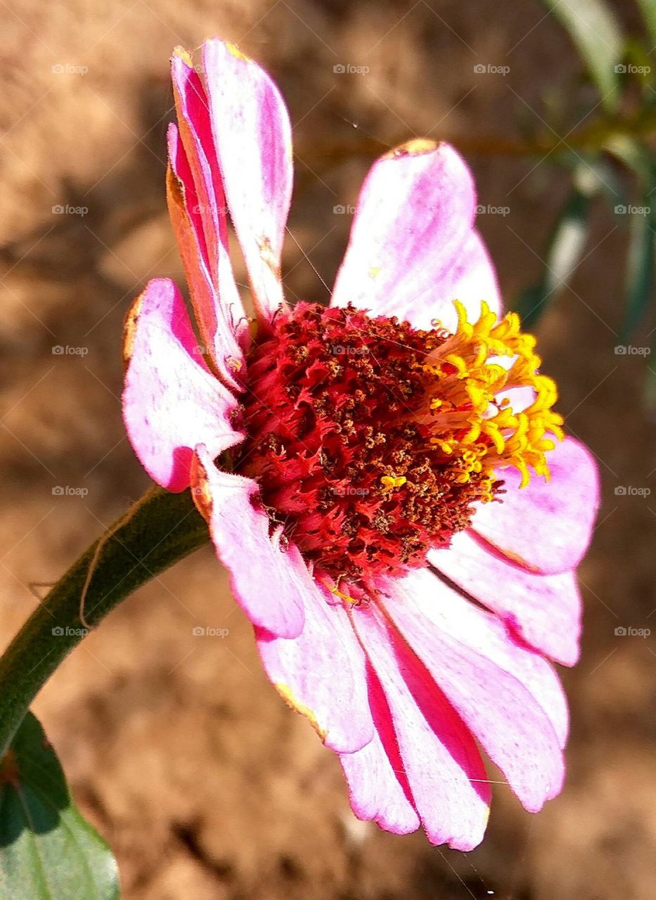 center of flower view