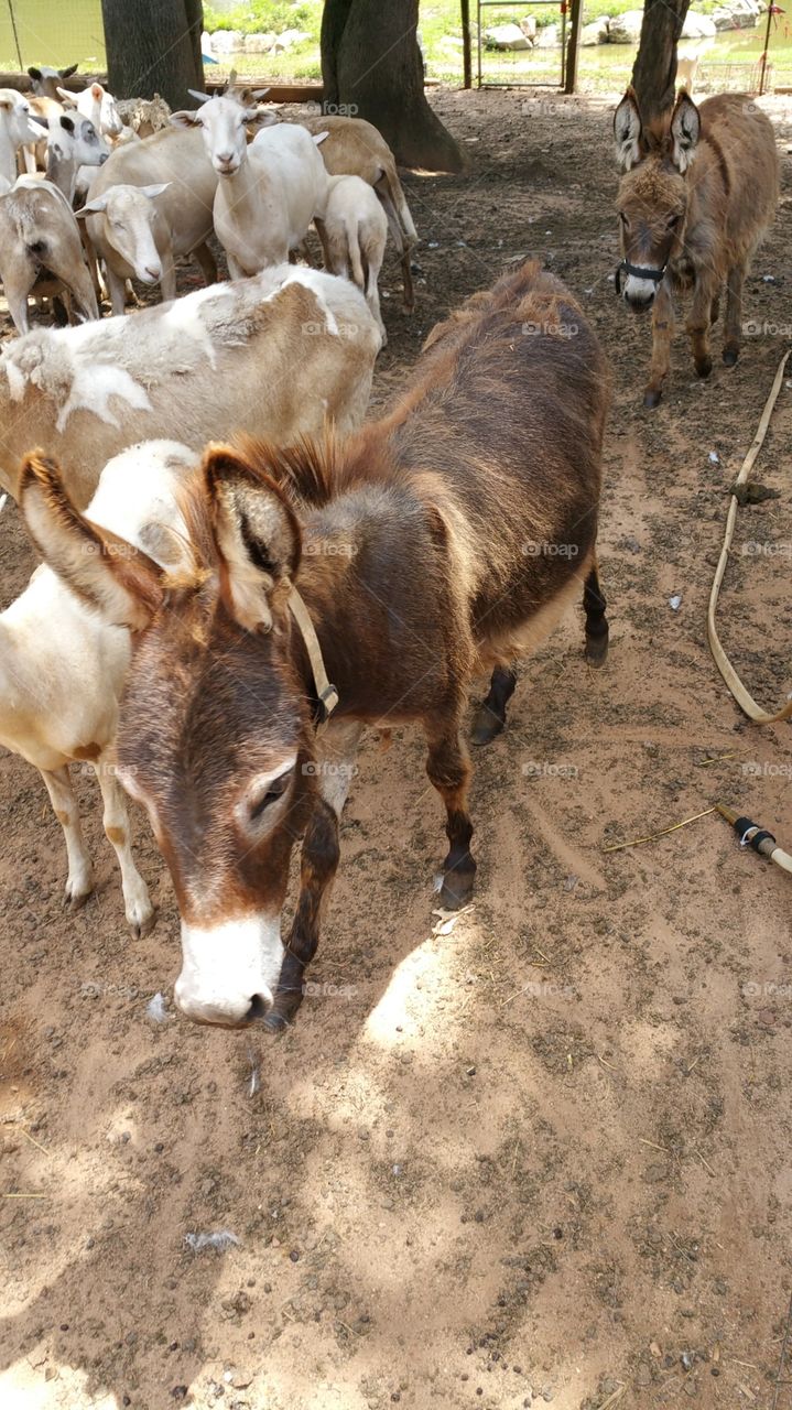 donkey. the donkey