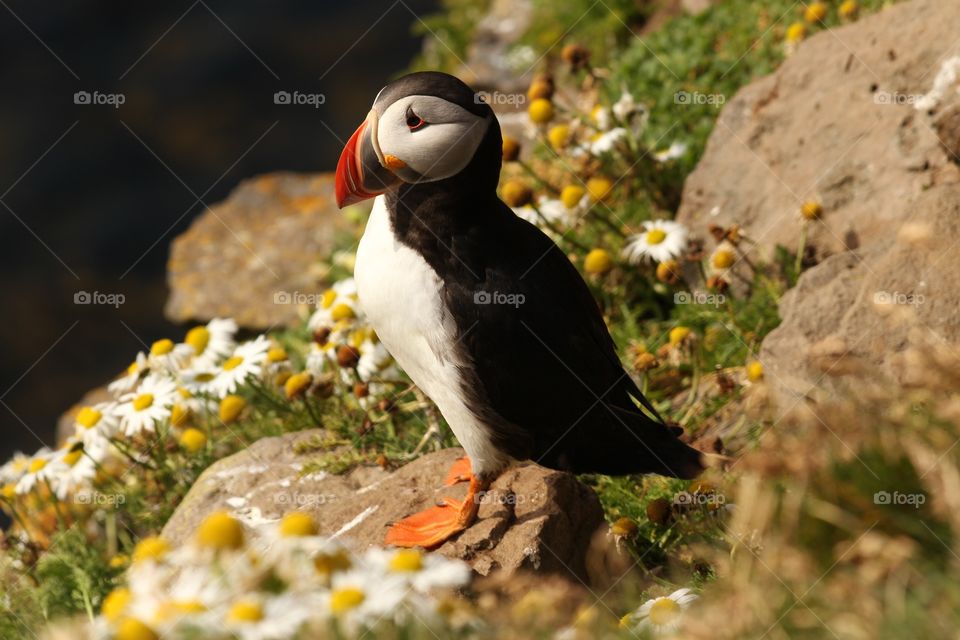 Atlantic Puffin