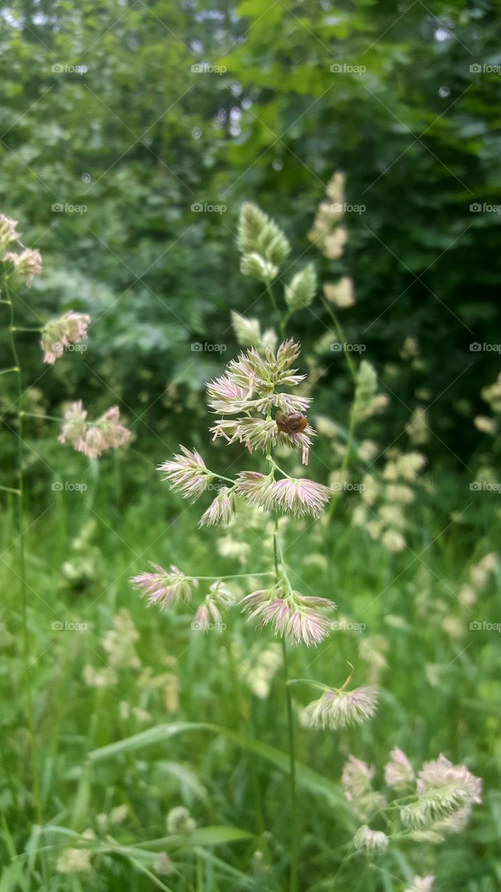 high grass with a snail