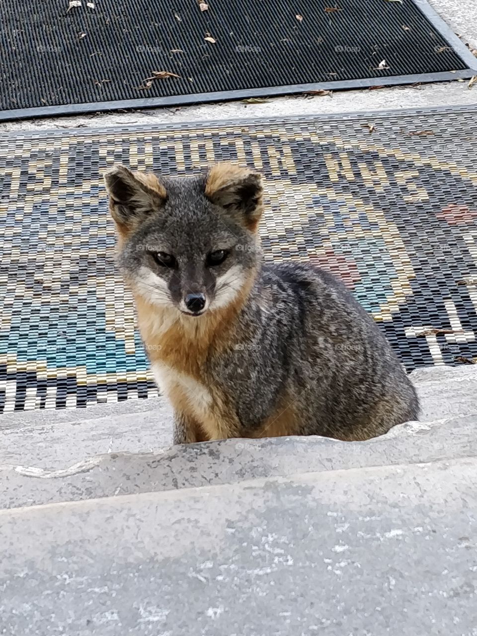 endangered fox