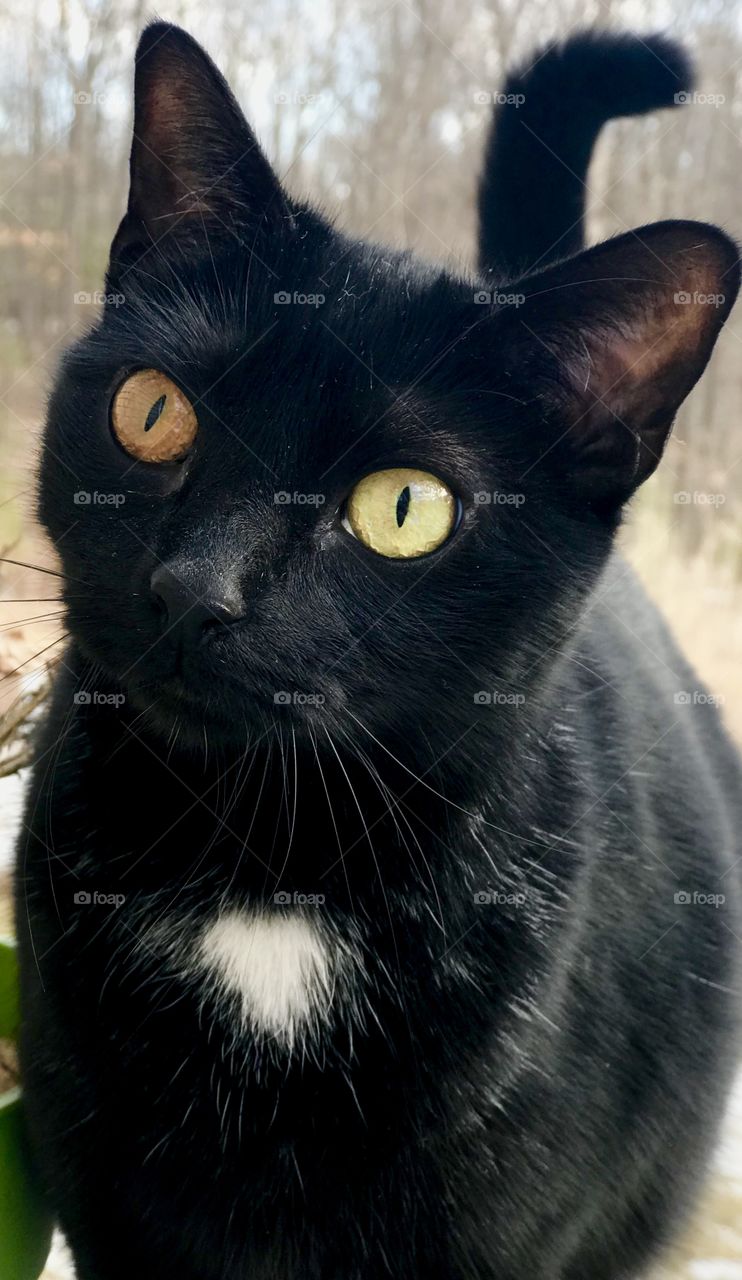 What did you say? Black cat with Heterochromia eyes