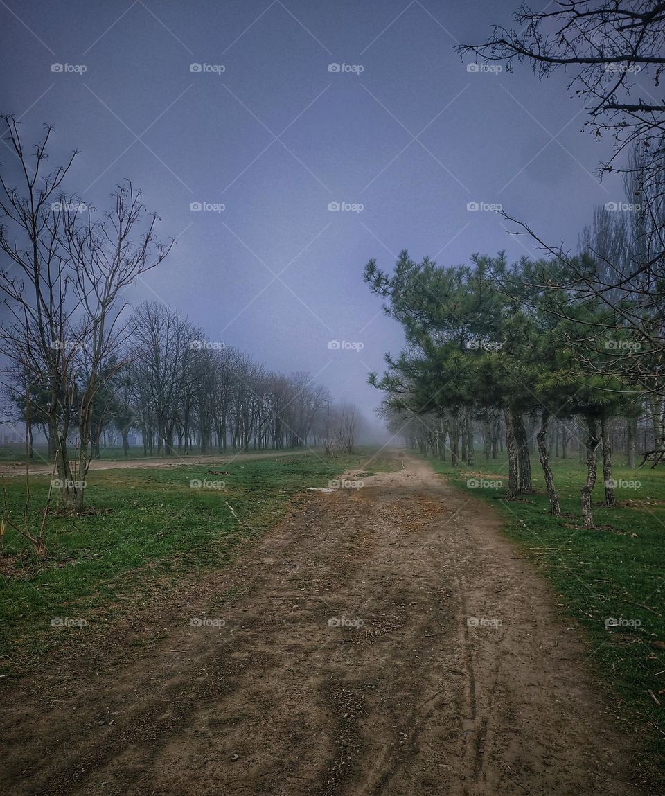 morning fog