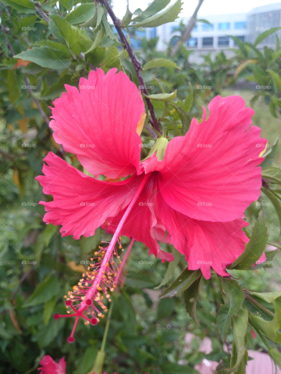 hibiscus. garden flower 