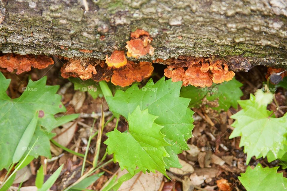 Log Mushrooms