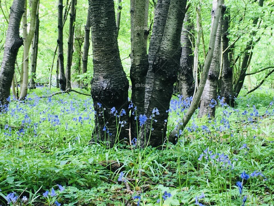Beautiful blue bells in the English Countryside. Tucked away in a beautiful wood in Kent. 