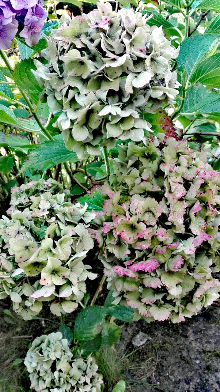 In the garden, after rain..