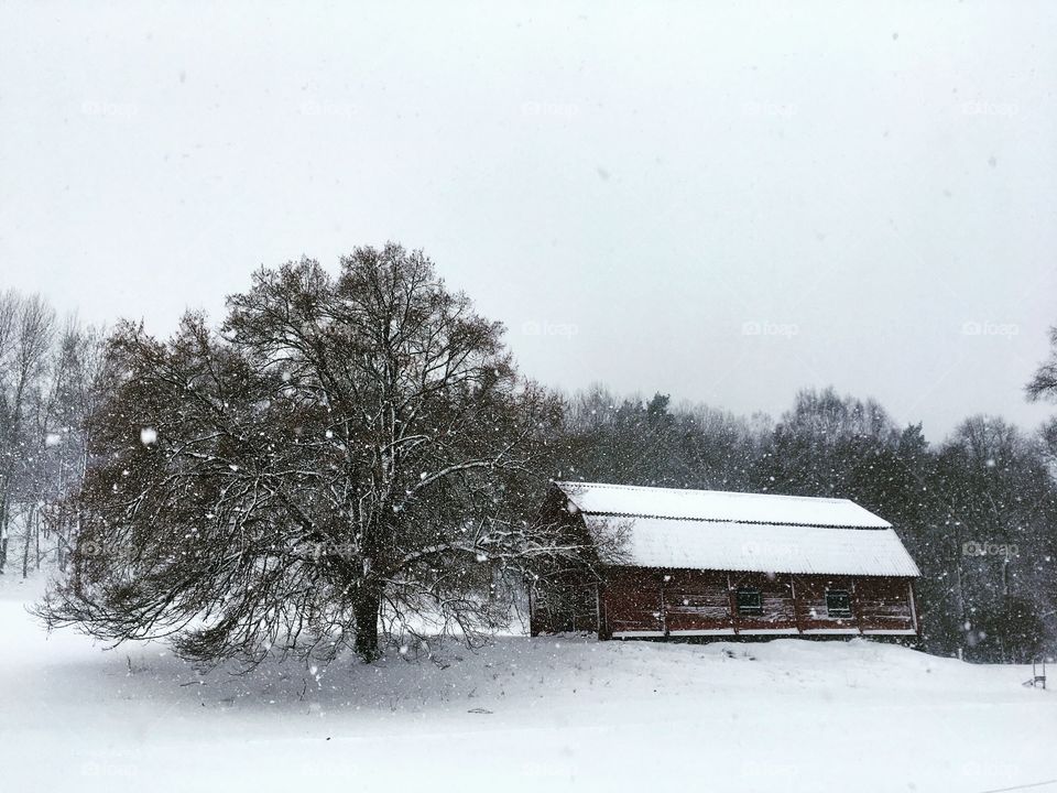 Old barn and big oak in the snow