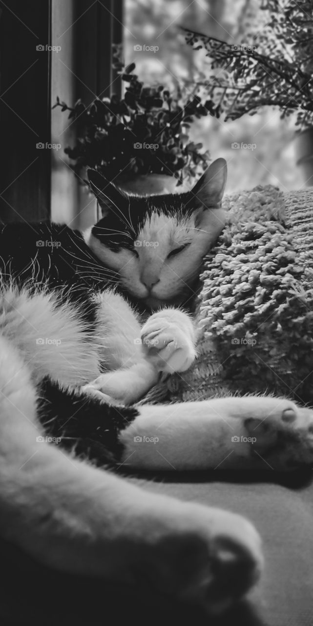 Black & White Photography. A black & white cat takes a cat nap.