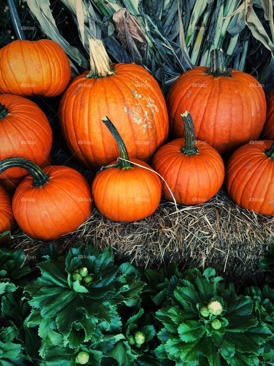 Fall harvest of corn stalks and pumpkins 