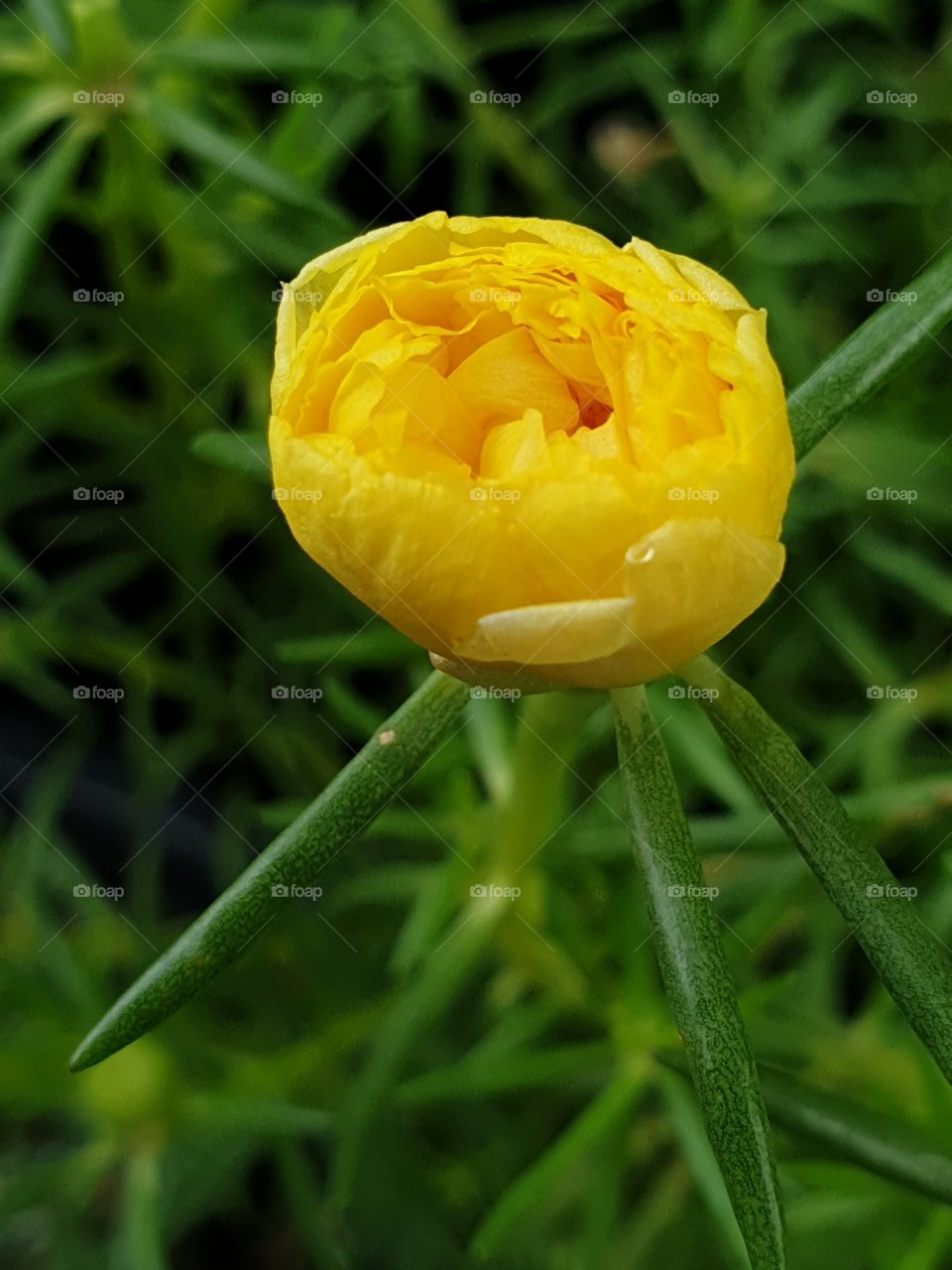 the Portulaca Grandiflora