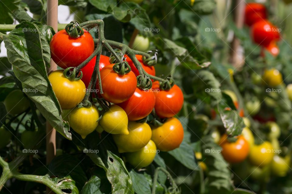 Growing tomatoes in the garden outdoors 