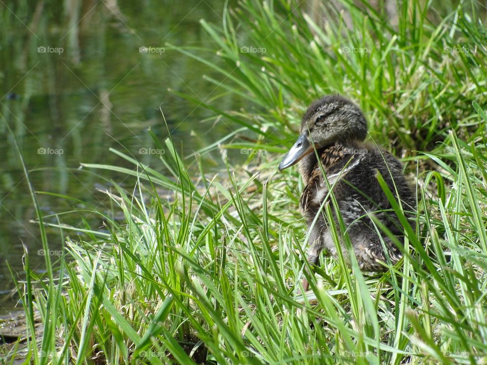 Wild duckling in the grass
