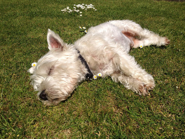 garden white grass sunny by numptyboy