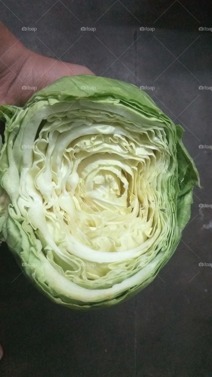 cabbage